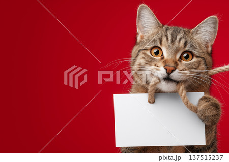 Cat with a black note or white piece of paper with rope. Red background. space for caption or text Cat with a black note or white piece of paper with rope. Red background. space for caption or text 137515237