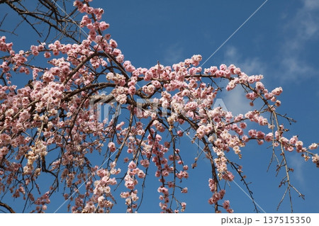 青空の下 137515350