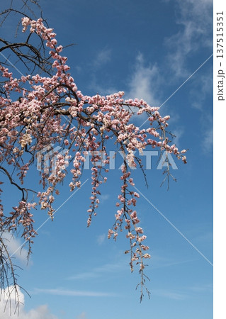 青空に咲く梅花 青空に咲く梅花 137515351