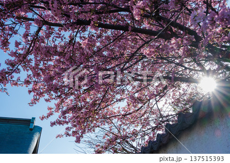 輝く河津桜 輝く河津桜 137515393