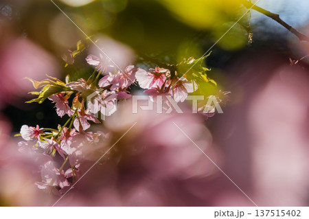 輝く桜 輝く桜 137515402