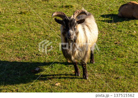 Male goat standing in the meadow looking at the camera Male goat standing in the meadow looking at the camera 137515562