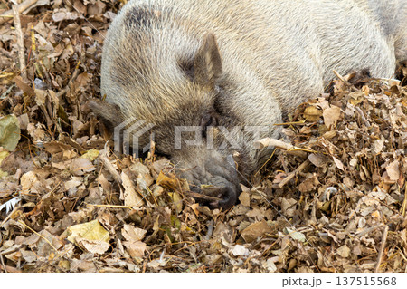 Hairy pig resting in the leaves on the ground Hairy pig resting in the leaves on the ground 137515568