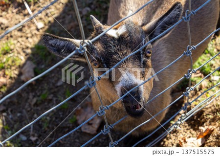 Male goat standing in the meadow looking through the fence 137515575