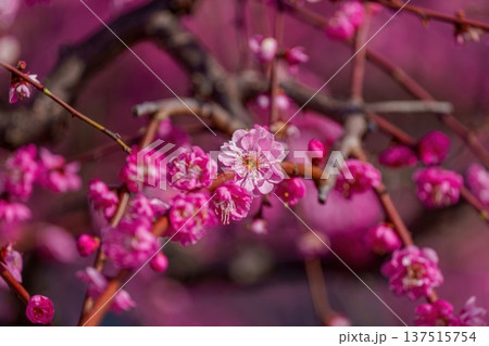 春の訪れを告げる鮮やかな紅梅のクローズアップ マクロ撮影 137515754