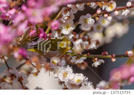 梅の花に止まるメジロ 春の訪れを感じる日本の自然風景 137515755