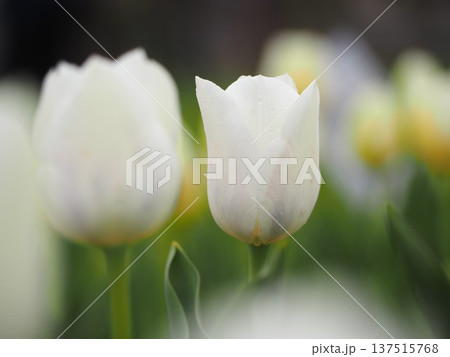 白いチューリップ　ロイヤルバージン 137515768