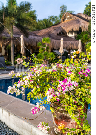 南国リゾート 137515821