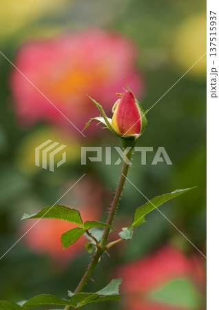 開花後に変色する愛と平和のシンボルのアンネのバラ 開花後に変色する愛と平和のシンボルのアンネのバラ 137515937