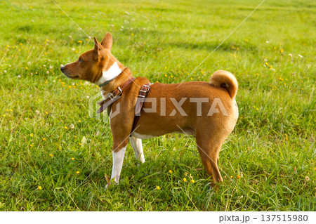 Sideprofile basenji exploring field 137515980