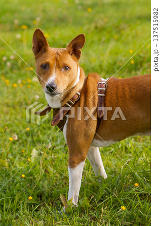 Attentive basenji portrait in meadow Attentive basenji portrait in meadow 137515982