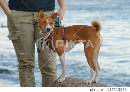 Coastal hiker with attentive basenji Coastal hiker with attentive basenji 137515983