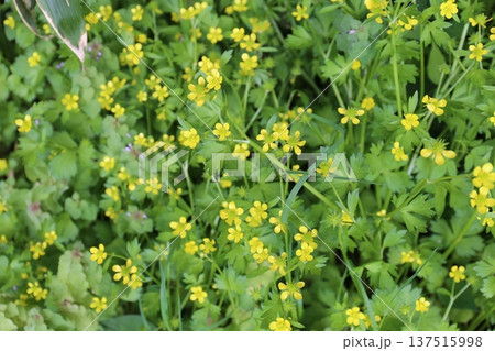 雑草と花 雑草と花 137515998