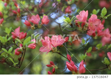 開花したツツジ 開花したツツジ 137516047