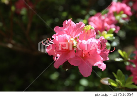 開花したツツジ 開花したツツジ 137516054