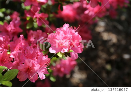開花したツツジ 開花したツツジ 137516057