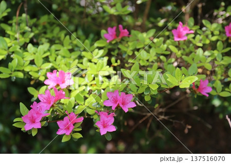 開花したツツジ 開花したツツジ 137516070