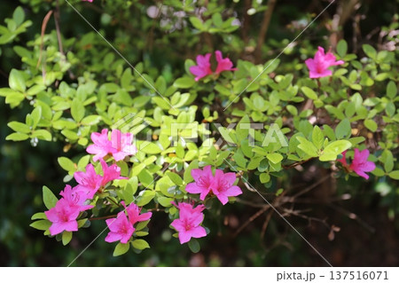 開花したツツジ 137516071