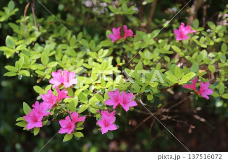 開花したツツジ 開花したツツジ 137516072