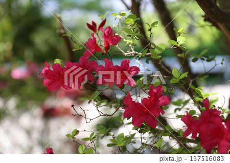 開花したツツジ 開花したツツジ 137516083