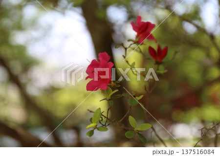 開花したツツジ 開花したツツジ 137516084