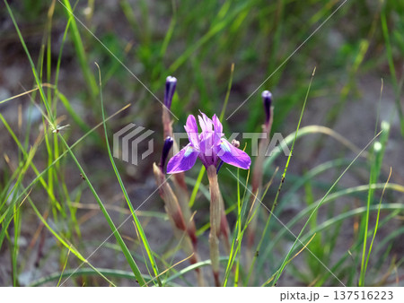 Morea barbary nut (lat. Moraea sisyrinchium) in the desert Morea barbary nut (lat. Moraea sisyrinchium) in the desert 137516223