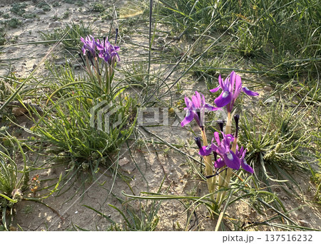 Morea barbary nut (lat. Moraea sisyrinchium) in the desert Morea barbary nut (lat. Moraea sisyrinchium) in the desert 137516232