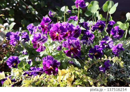 春に綺麗に咲く紫色フリルビオラ 137516254