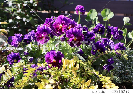 春に綺麗に咲く紫色フリルビオラ 137516257