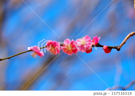 梅かおる初春の青空 137516319