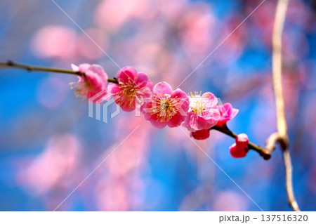 梅かおる初春の青空 梅かおる初春の青空 137516320