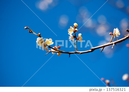 梅かおる初春の青空 137516321