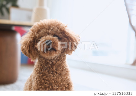 窓辺で座るトイプードル 自然光の室内でくつろ 137516333