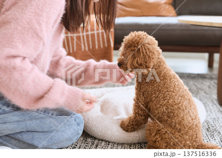 女性とトイプードル 室内で過ごすペットとの暮 137516336