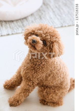 室内でくつろぐトイプードル 小型犬のかわいい 室内でくつろぐトイプードル 小型犬のかわいい 137516338