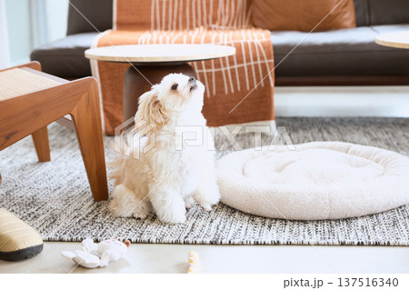 リビングで飼い主を見上げるマルチーズ 犬のい 137516340