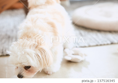 リビングで床を歩き回るマルチーズ 犬のいる暮 リビングで床を歩き回るマルチーズ 犬のいる暮 137516345