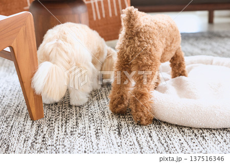 リビングで遊ぶトイプードルとマルチーズ 犬の リビングで遊ぶトイプードルとマルチーズ 犬の 137516346
