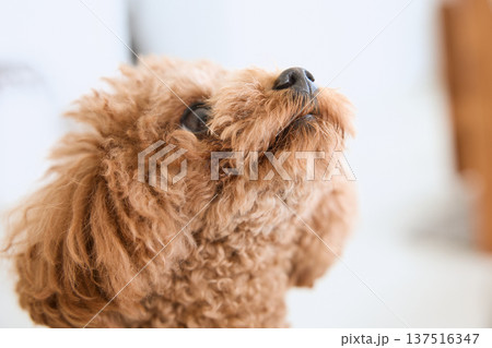 上を見上げるトイプードルのポートレート 犬の 上を見上げるトイプードルのポートレート 犬の 137516347