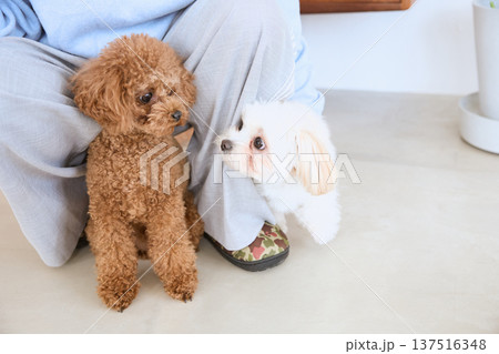 飼い主のそばにいるトイプードルとマルチーズ 137516348