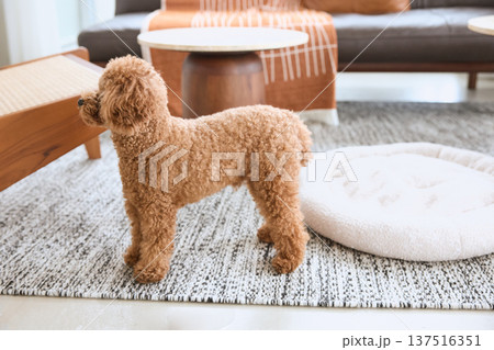 リビングで過ごすトイプードルの全身 犬のいる 137516351