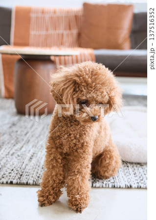 リビングで下を向いて座るトイプードル 犬のい 137516352