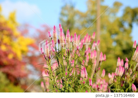 可愛い ノゲイトウの花 可愛い ノゲイトウの花 137516460