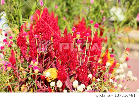 鮮やか ケイトウの花 鮮やか ケイトウの花 137516461