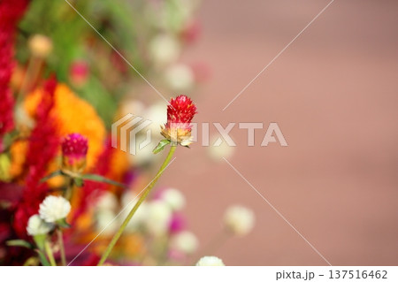 可愛い センニチコウの花 可愛い センニチコウの花 137516462