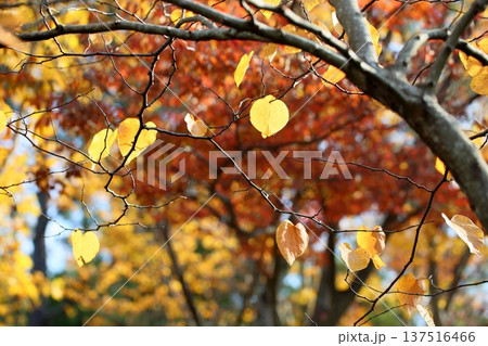 爽やか　アメリカハナズオウの葉　黄葉 137516466