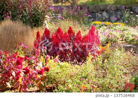 鮮やか ケイトウの花 鮮やか ケイトウの花 137516468
