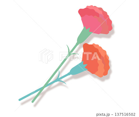 2色のカーネーションのイラスト 137516502