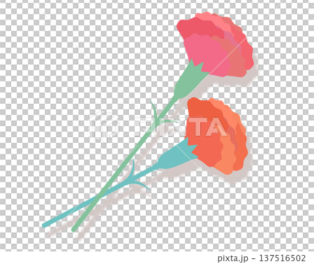 2色のカーネーションのイラスト 137516502