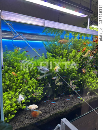 淡水魚水槽 137516514